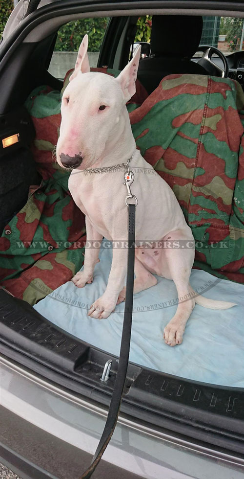 Bull Terrier Dog Chain Collar