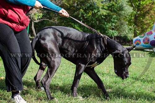 2-6 Foot Leather Dog Leash for Big Dogs