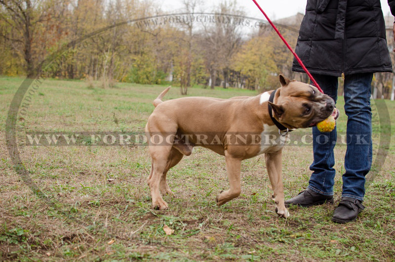 Rubber Dog Ball With A Rope