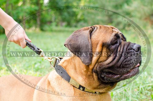 Walking Collar for Big Dogs