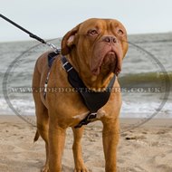 Dogue De Bordeaux Leather Harness for Big Dogs