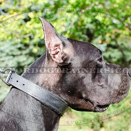 Soft Felt Padded Leather Dog Collar for Great Dane