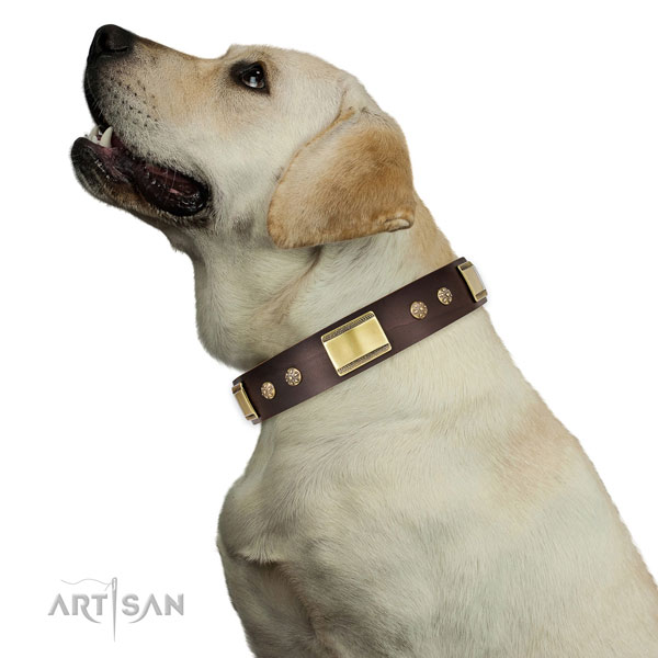 Designer Dog Collar for Labrador Retriever