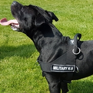 Non-Pull Dog Harness for Staffordshire Bull Terrier