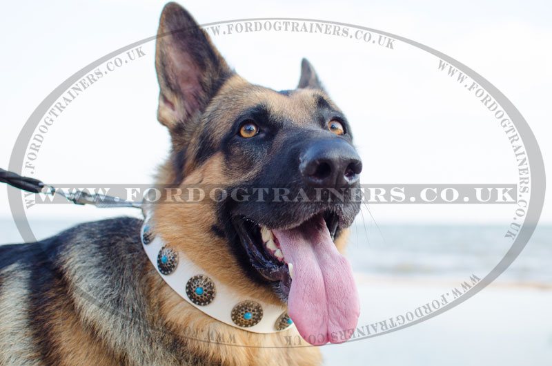 Leather Studded Dog Collar for German Shepherd