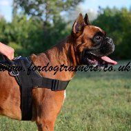 Nylon Dog Harness for Boxer | Boxer Dog Harness with Handle