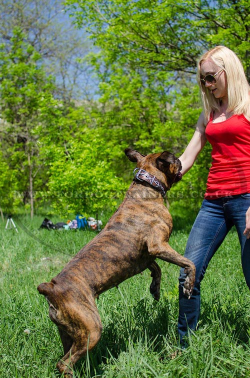 Boxer Dog Training Collar