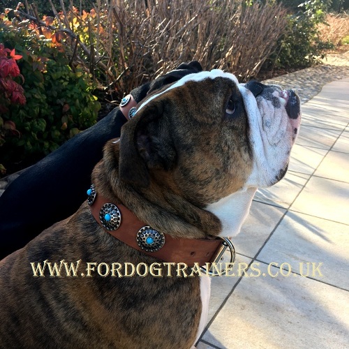 British Bulldog collars UK