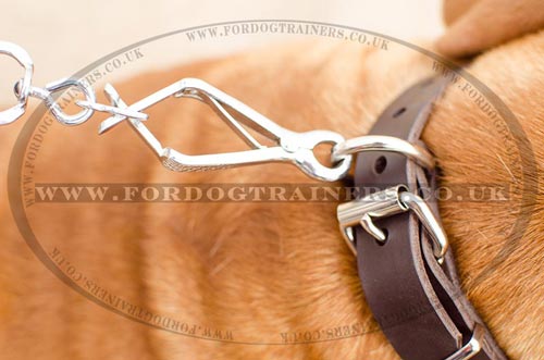 classic dog dog collar for Dogue De Bordeaux