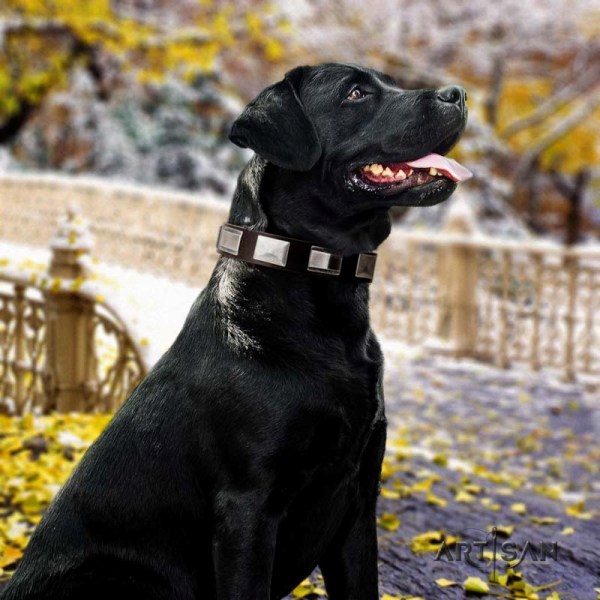 Dark Brown Dog Collar For Labrador