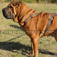 Chinese Shar Pei Luxury Leather Dog Harness, Hand Made