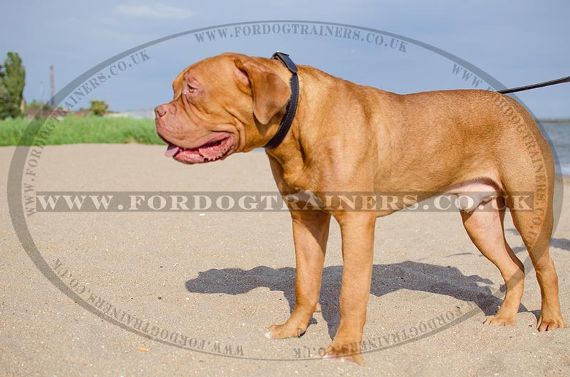 Dog Collar for Dogue De Bordeaux Training and Walking