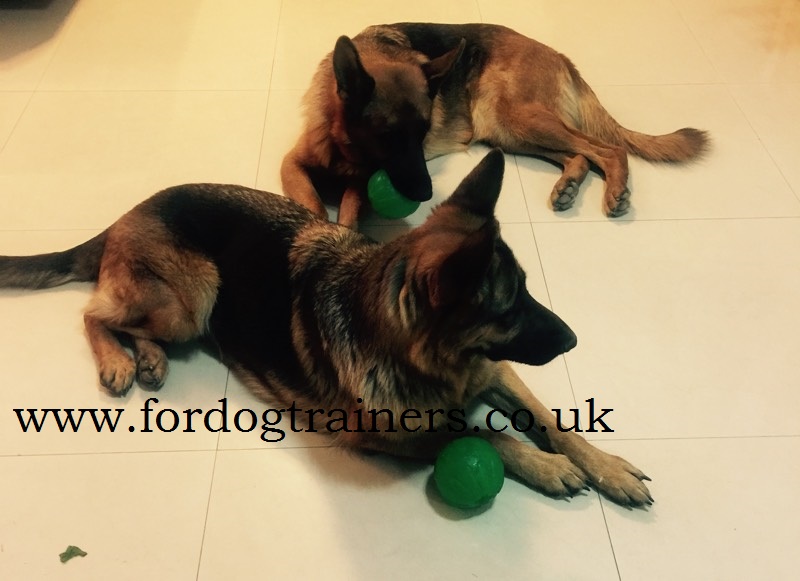 Buy Leukeran For Dogs Uk