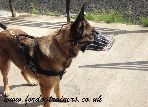 German Shepherd muzzle UK