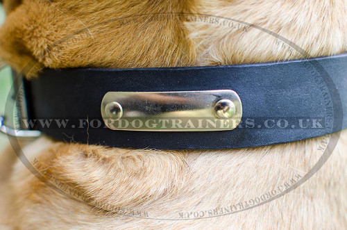 cane corso collar with id