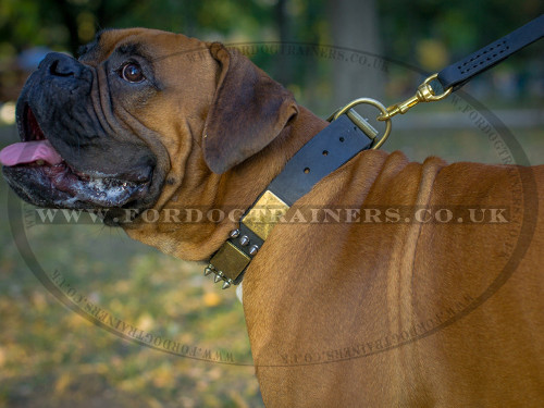 Strong Leather Dog Lead