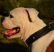 American Bulldog Collars UK Braided Leather Design