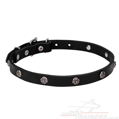 Nice Dog Collar for Puppies and Big Dogs