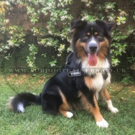 No Pull Dog Harness for Australian Shepherd | Dog Harness