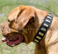 Dogue de Bordeaux Gorgeous Wide Collar With Brass Plates