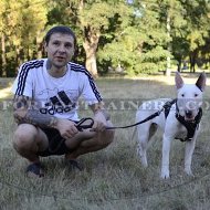 The Best Leash for Bull Terrier Walking UK Favorite!