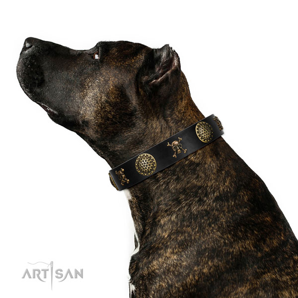 Buy Pirate Themed Dog Collar for Amstaff