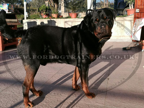 2 Ply Leather Agitation Dog Collar for Rottweiler