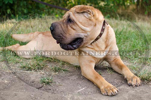 Shar Pei Collar