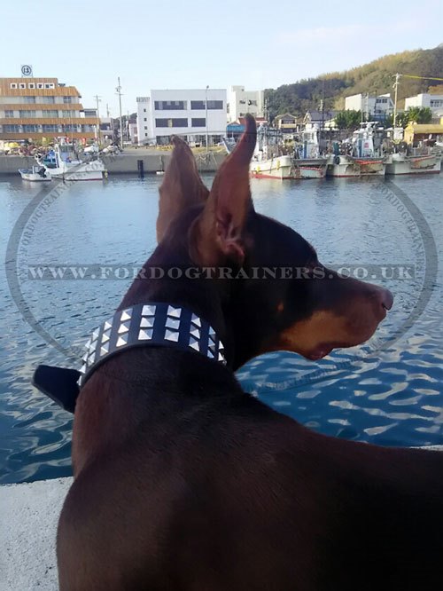 Smart Dog Collar for Doberman