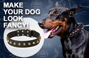 Nylon Dog Collar with Buckle