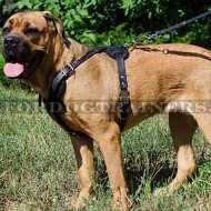 Cane Corso Harness UK | Cane Corso Mastiff Leather Dog Harness Cane Corso Harness UK | Cane Corso Mastiff Leather Dog Harness