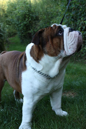 Metal Dog Choke Collar for English Bulldog