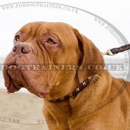 The Best Dogue De Bordeaux Collar Design for Smart Walking