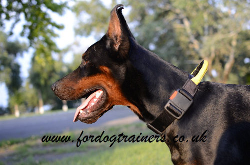 Doberman collars UK