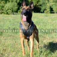 Padded Dog Leather Harness for Belgian Malinois Training Padded Dog Leather Harness for Belgian Malinois Training