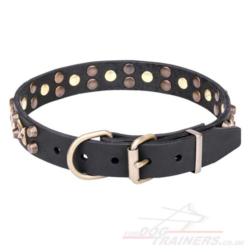 buy trendy
dog collar