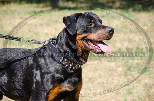Designer Dog Collars for Rottweilers