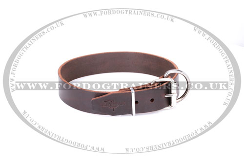walking dog collar buy UK