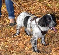 Springer Spaniel Handmade Leather Dog Harness