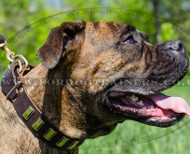 Boxer Dog Collars Decorated with Elegant Ribbed Plates