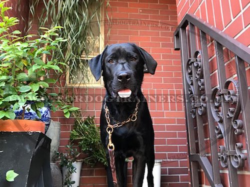 Curogan Dog Collar for Labrador