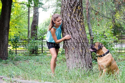 Bullmastiff Best Collar for Big Dogs