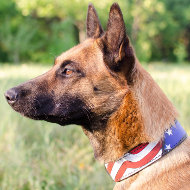 Designer Dog Collar for Belgian Malinois | Handmade Dog Collar