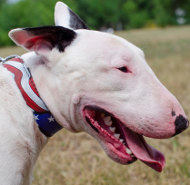 Designer Dog Collar for English Bull Terrier "American Pride"