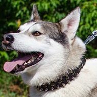 Designer Dog Collar for Husky | Spiked Dog Walking Collar