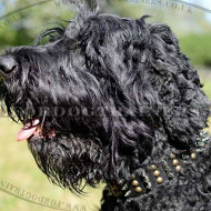 Designer Dog Collar with Spikes and Studs