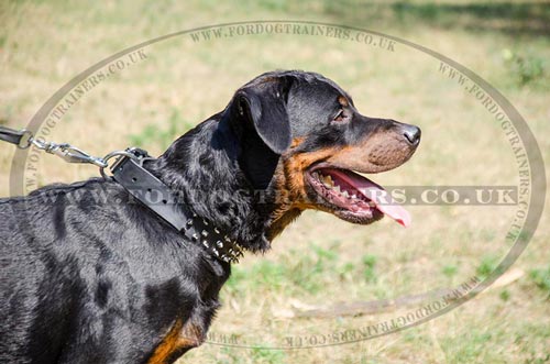 Designer Dog Collars for Rottweilers
