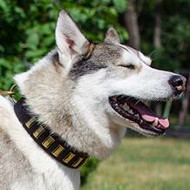 Designer Dog Collar For Husky