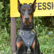 Leather Dog Harness for Doberman| Doberman Training Dog Harness