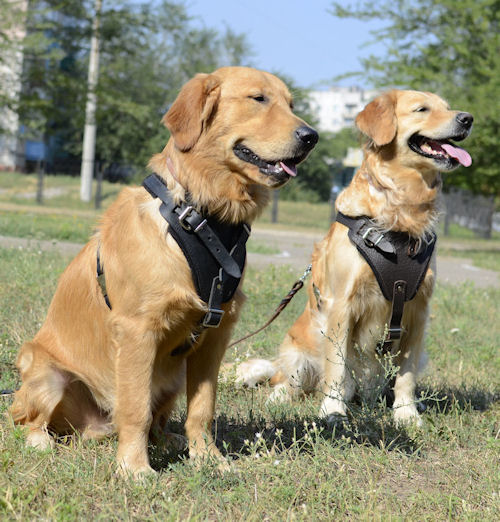 Golden Retrievers